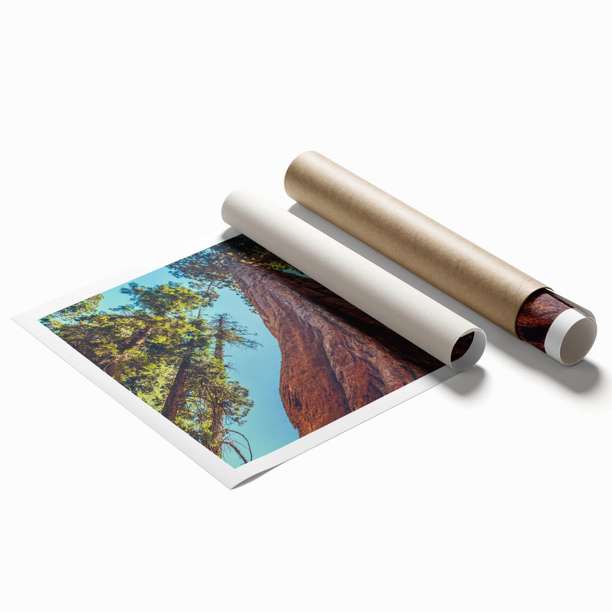 Rolled print showcasing a vibrant botanical design of redwood trees, ideal for nature-themed decor. The artwork features rich greens and earthy tones, emphasizing the intricate details of the foliage.