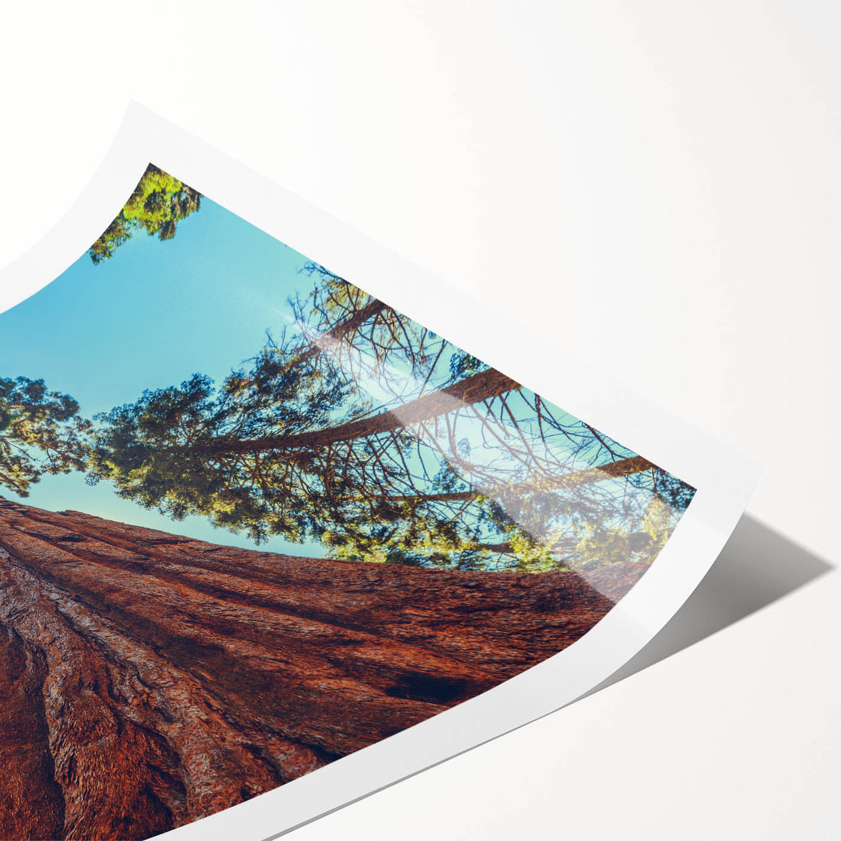 Botanical-themed wall art print showcasing vibrant redwood trees with intricate details, rolled for easy display and protected in a sturdy tube. Ideal for nature lovers and decor enthusiasts.