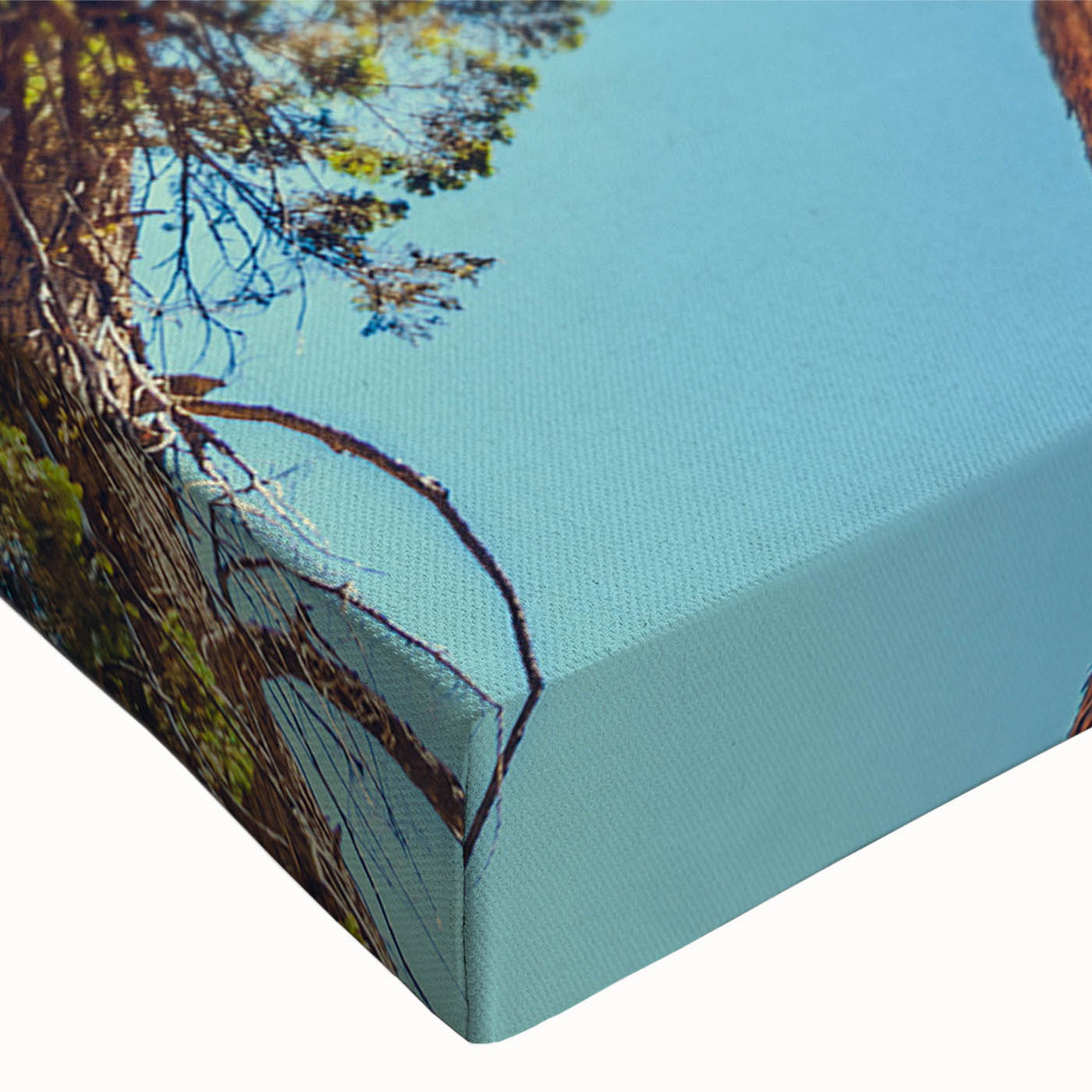 Close-up of a vibrant stretched canvas featuring a botanical design of redwood trees, showcasing intricate details and rich colors, perfect for nature-themed decor.