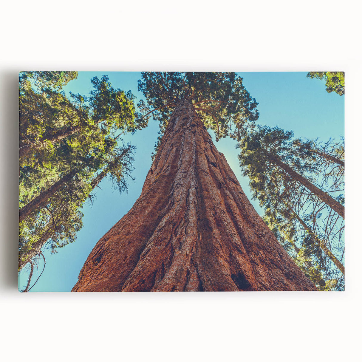 Stretched canvas wall art depicting a vibrant botanical design featuring redwood trees, showcasing intricate details and rich colors, perfect for nature lovers' decor.