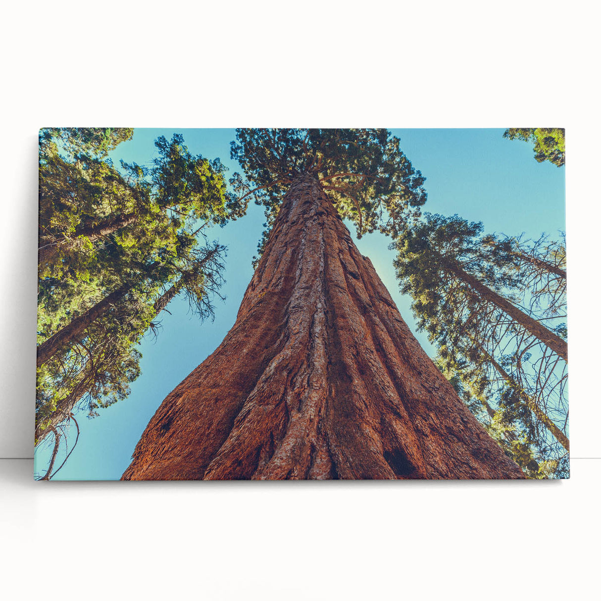 Stretched canvas wall art featuring a vibrant botanical design of redwood trees, showcasing rich greens and earthy tones, perfect for nature enthusiasts.