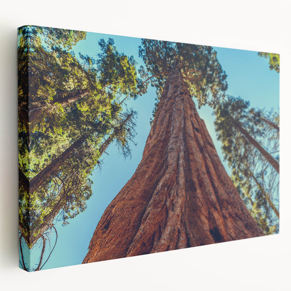 Stretched canvas wall art featuring a vibrant botanical design of redwood trees, showcasing intricate details and natural colors in a side view perspective, ideal for nature-themed decor.