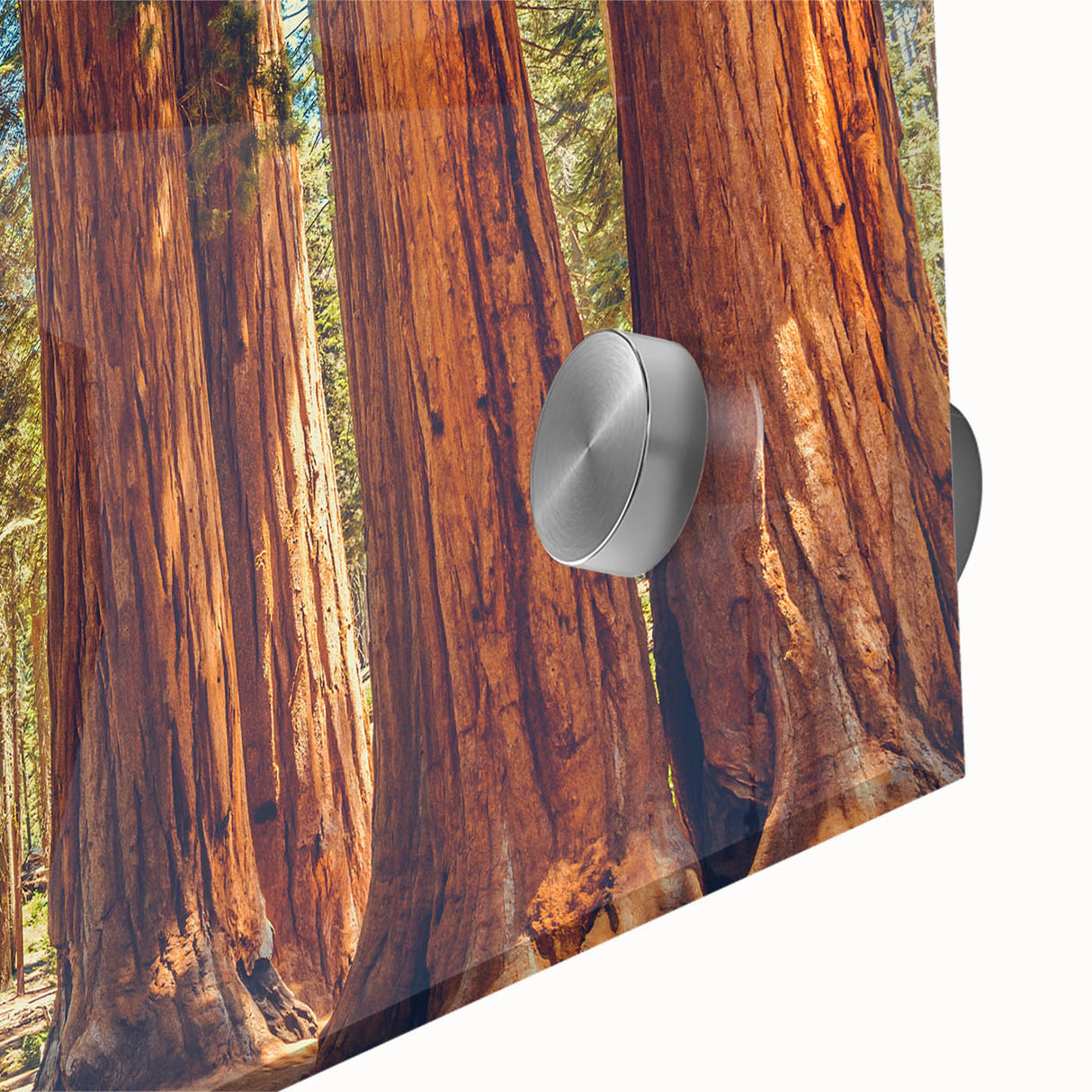 Close-up of vibrant botanical wall art featuring redwood trees, designed with acrylic glass for a modern aesthetic. Ideal for nature lovers and home decor enthusiasts.