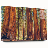 Acrylic glass wall art showcasing a botanical design of vibrant redwood trees, elegantly displayed from a side view with decorative pins, perfect for nature lovers.