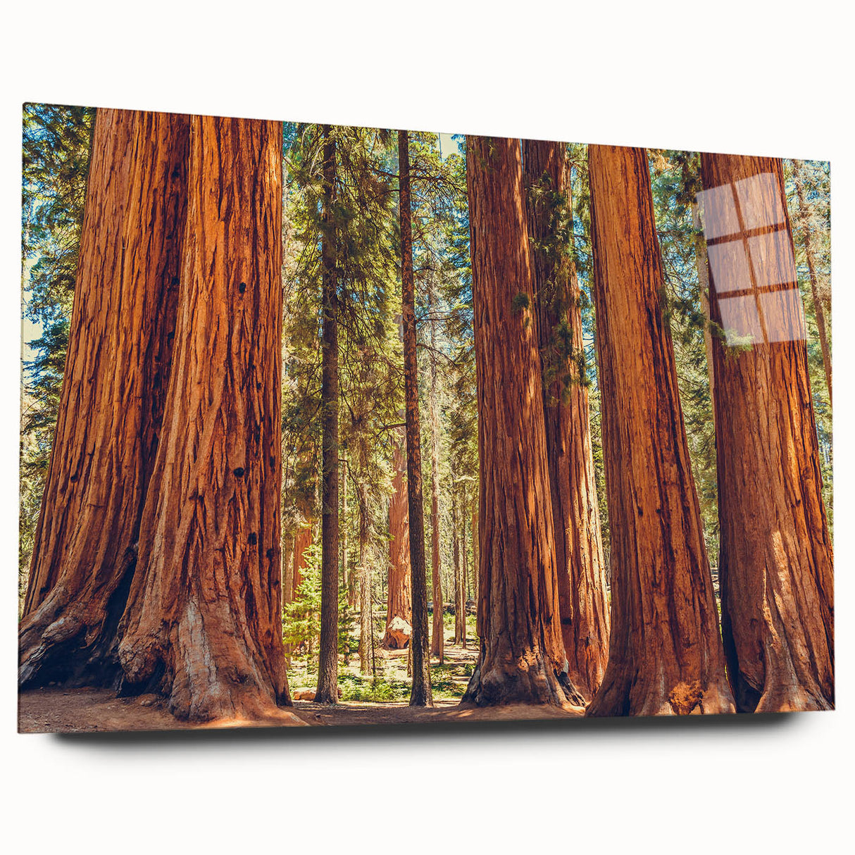 Close-up of a botanical wall art piece showcasing vibrant redwood trees design on acrylic glass, elegantly displayed from a side view, ideal for nature lovers.