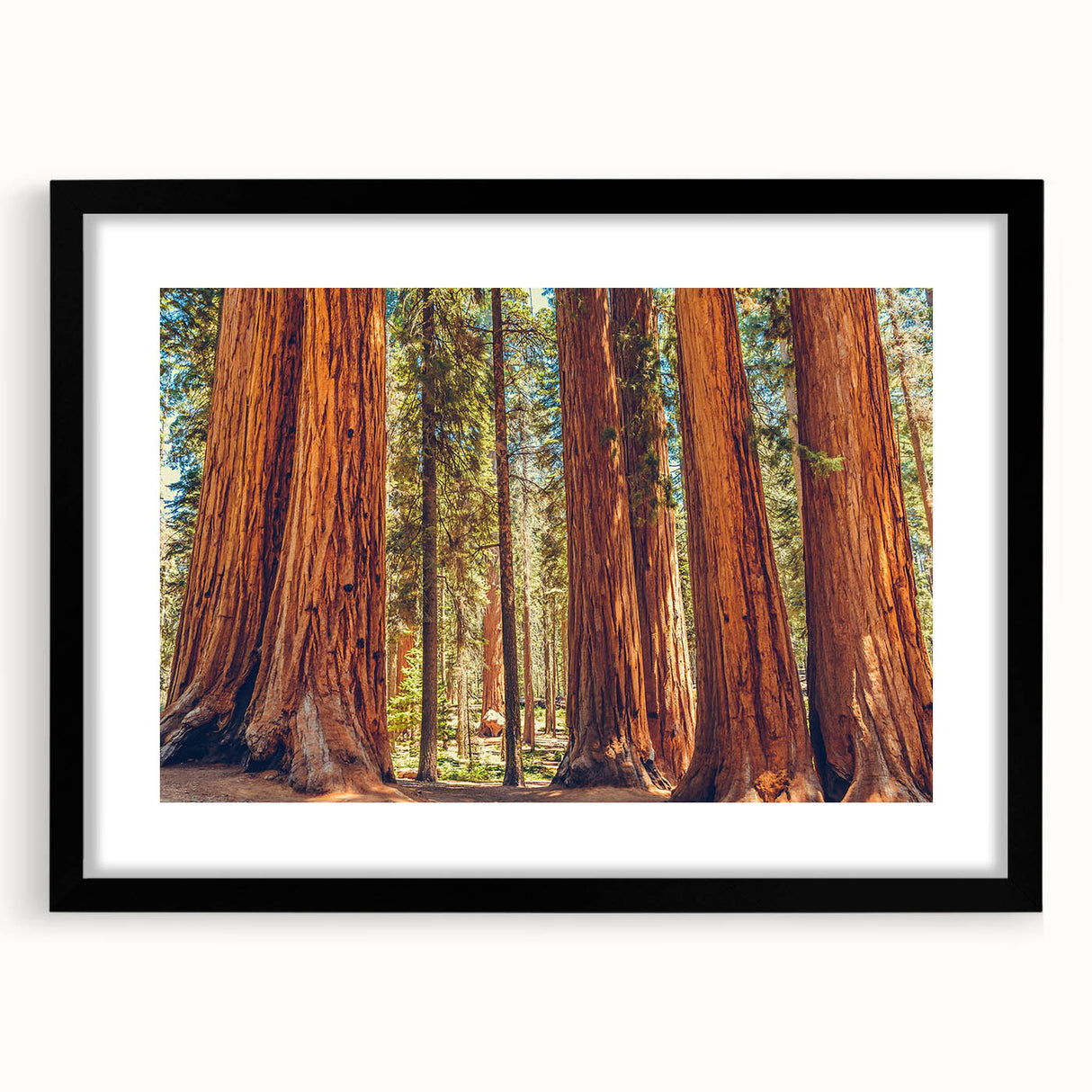 Botanical wall art collection featuring vibrant flowers and majestic redwood trees, framed in black with a mat, ideal for enhancing home decor aesthetics.