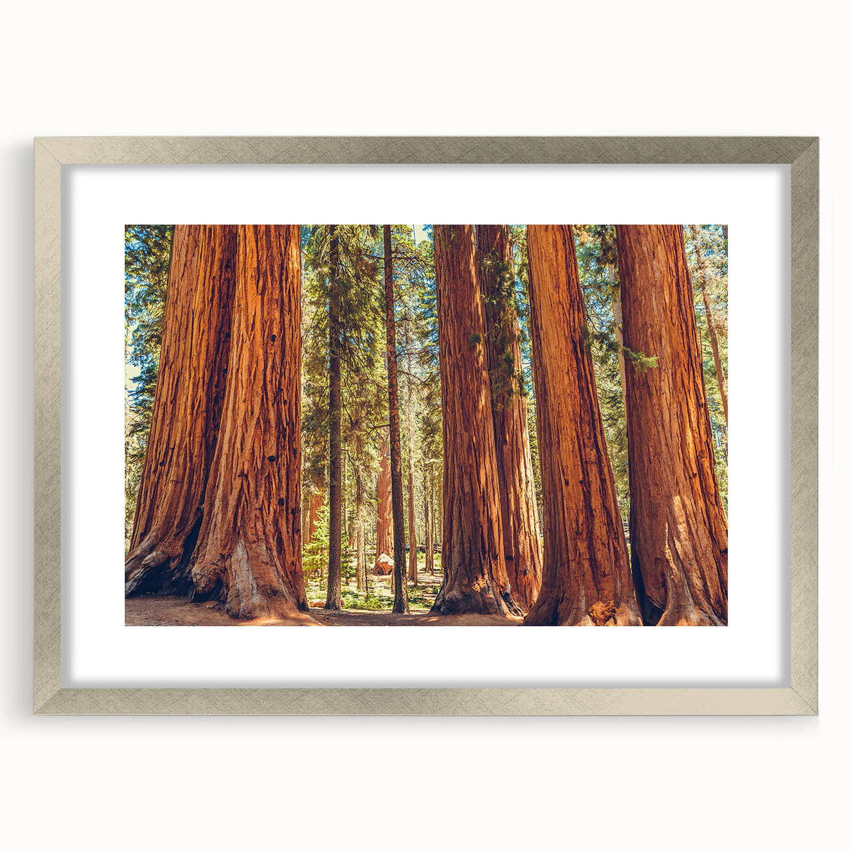 Framed botanical wall art collection showcasing vibrant flowers and majestic redwood trees, set in a sleek silver frame with a white mat for a modern decor touch.