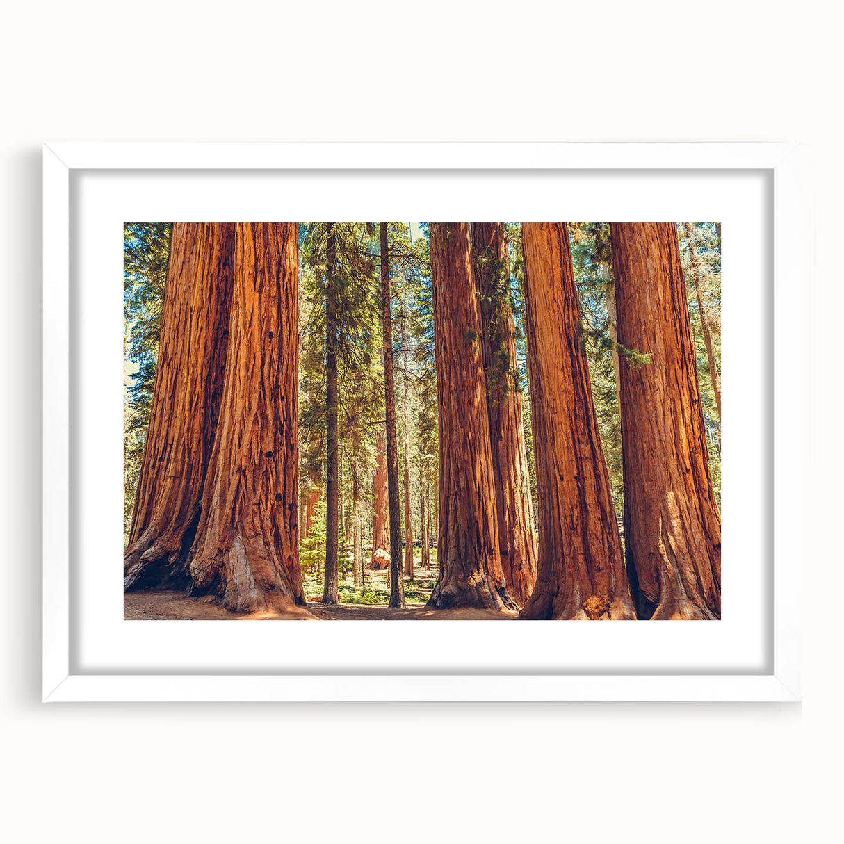 Framed botanical wall art featuring vibrant redwood tree illustrations, set against a white mat for a sleek look, ideal for nature-themed decor.
