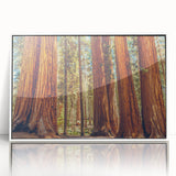 Framed wall art featuring a vibrant botanical design of redwood trees, set against a white background, showcasing intricate details and natural beauty. Perfect for nature-inspired decor.