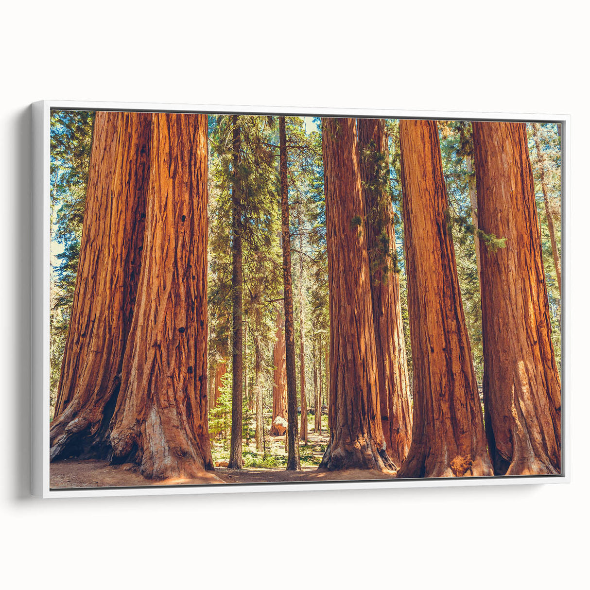 Framed canvas wall art showcasing a botanical design featuring vibrant flowers and majestic redwood trees, presented from a white side view to highlight its artistic details.