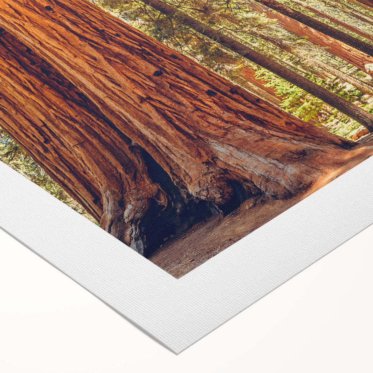 Vibrant rolled canvas art showcasing a botanical design of redwood trees with intricate details, perfect for nature lovers and home decor enthusiasts.