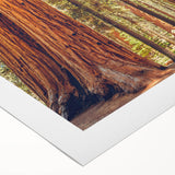 Vibrant rolled canvas art showcasing a botanical design of redwood trees with intricate details, perfect for nature lovers and home decor enthusiasts.