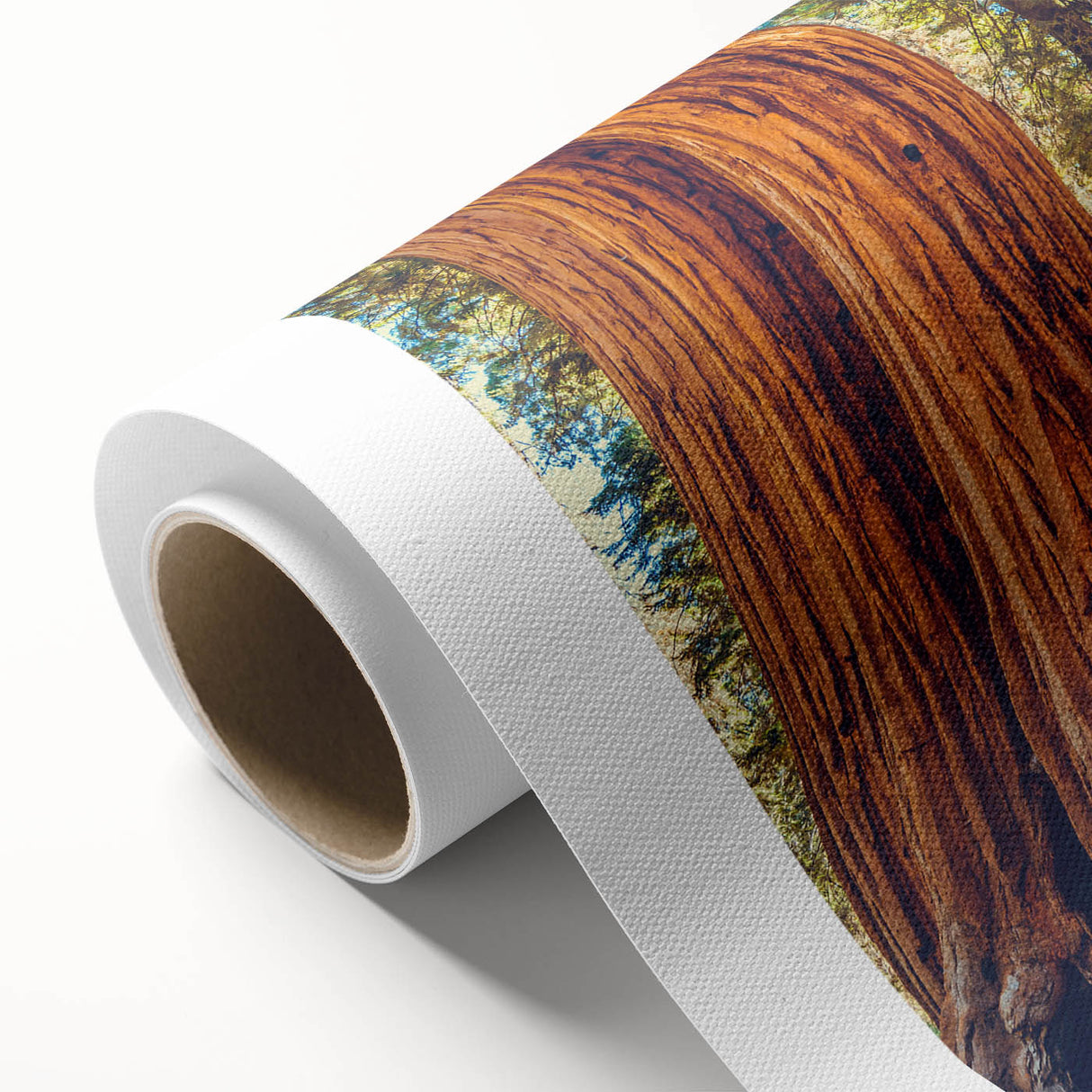 Botanical wall art design featuring vibrant redwood trees, printed on high-quality rolled canvas, perfect for home décor and nature enthusiasts.
