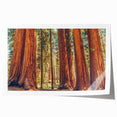 Botanical wall art print showcasing vibrant redwood trees amidst a lush forest, highlighting intricate details and rich colors, perfect for nature enthusiasts and home decor.