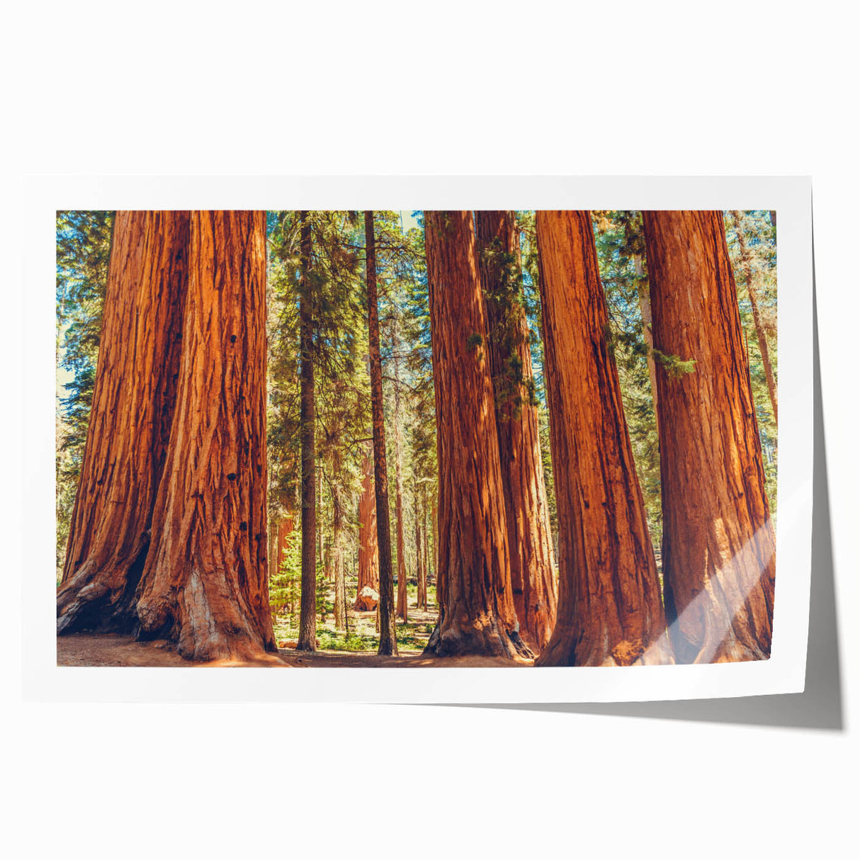 Botanical wall art print showcasing vibrant redwood trees amidst a lush forest, highlighting intricate details and rich colors, perfect for nature enthusiasts and home decor.