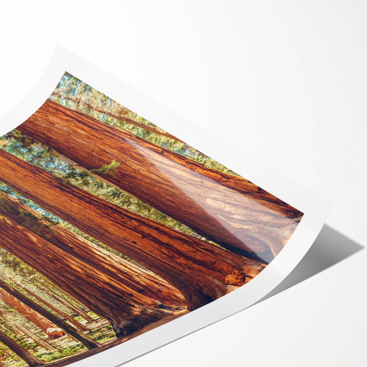 Vibrant botanical wall art featuring redwood trees, showcasing intricate details and rich colors. Perfect for nature enthusiasts and home decor lovers.