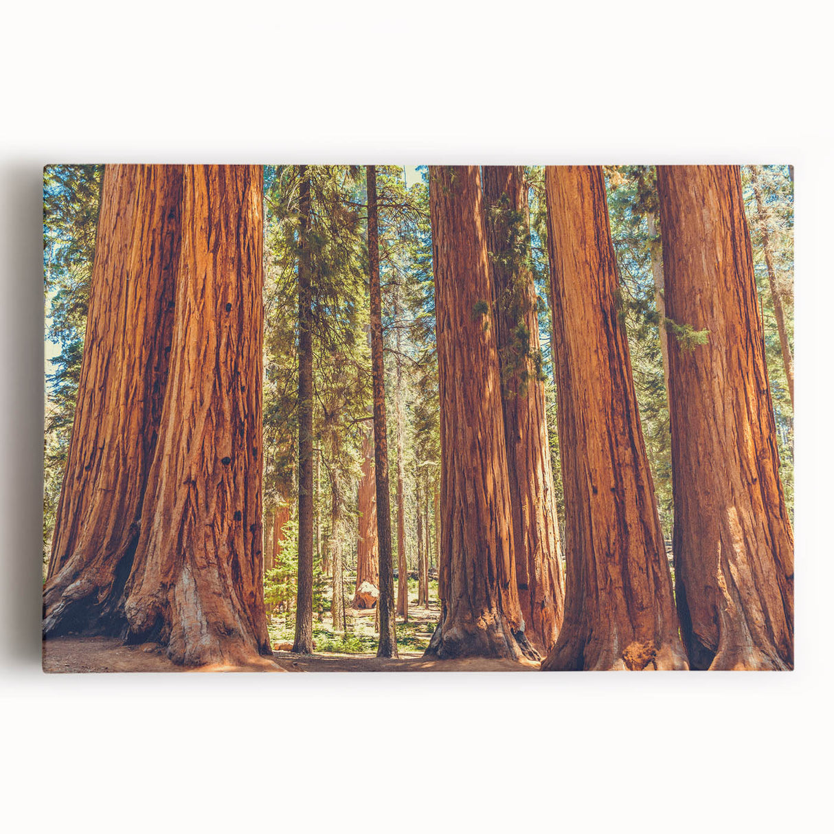 Stretched canvas wall art featuring a vibrant botanical design of redwood trees, showcasing intricate details and rich colors, perfect for nature enthusiasts.