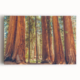 Stretched canvas wall art featuring a vibrant botanical design of redwood trees, showcasing intricate details and rich colors, perfect for nature enthusiasts.