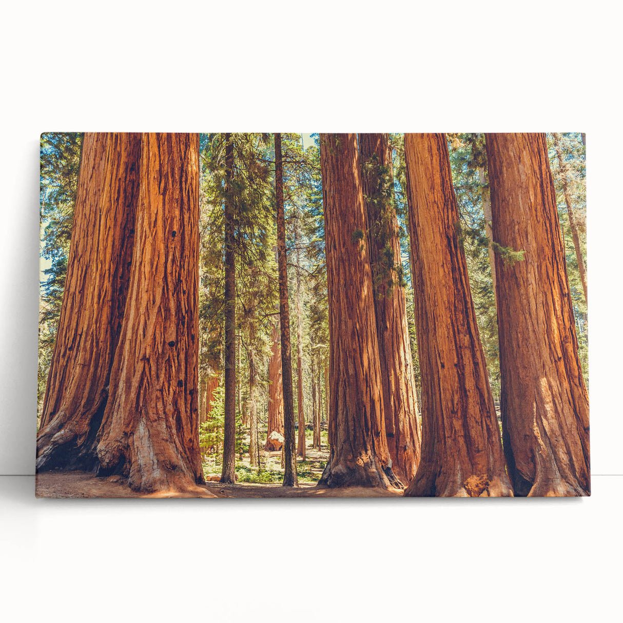 Stretched canvas wall art showcasing vibrant floral designs intertwined with majestic redwood trees, perfect for nature enthusiasts and home decor, leaning against a neutral backdrop.