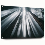 Side view of a botanical wall art collection featuring vibrant redwood trees, printed on acrylic glass and elegantly displayed with pins, perfect for nature lovers' decor.