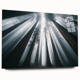 Botanical wall art collection featuring vibrant redwood tree designs printed on acrylic glass, showcasing intricate details and a modern side view without pins, perfect for home decor.