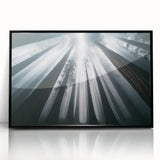 Framed wall art showcasing a vibrant botanical design featuring redwood trees, set in a black frame with acrylic glass, perfect for nature enthusiasts and home decor.