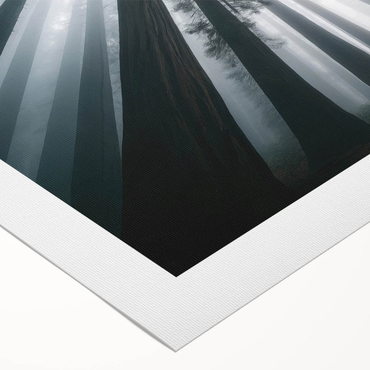 Vibrant rolled canvas wall art showcasing a botanical design of redwood trees, featuring rich green foliage and intricate details, perfect for nature enthusiasts.