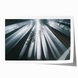 Botanical wall art print showcasing vibrant redwood trees surrounded by lush foliage, rolled for easy display and transport, ideal for nature lovers' decor.