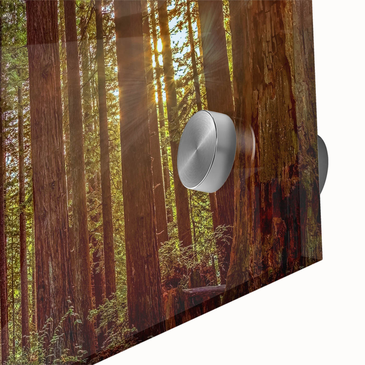 Close-up of a botanical wall art design featuring vibrant redwood trees and colorful flowers, printed on acrylic glass for a striking visual effect. Ideal for nature lovers and home decor enthusiasts seeking unique artwork to enhance their living space.