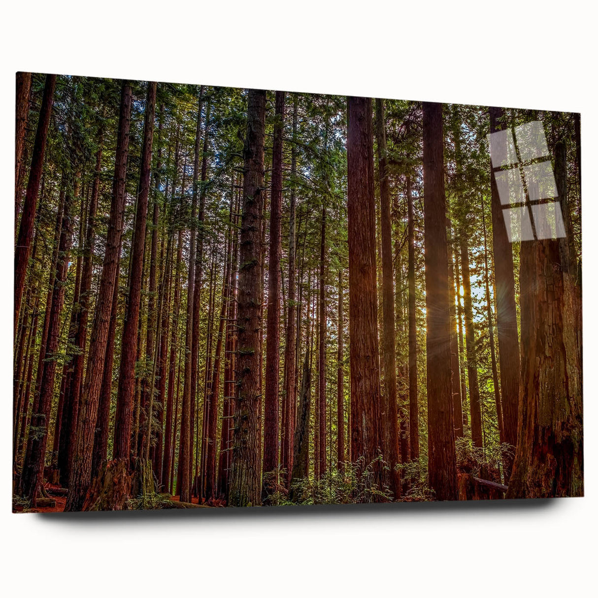 Acrylic glass wall art showcasing a vibrant botanical design featuring redwood trees, displayed from a side view, emphasizing intricate details and vivid colors. Ideal for nature lovers and home decor enthusiasts, this piece adds a touch of elegance and tranquility to any space.