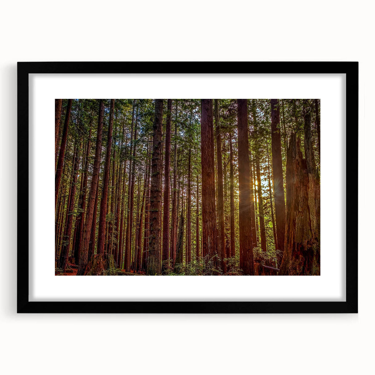 Framed botanical wall art design featuring vibrant flowers and majestic redwood trees, presented in a sleek black frame with a white mat, perfect for home decor.