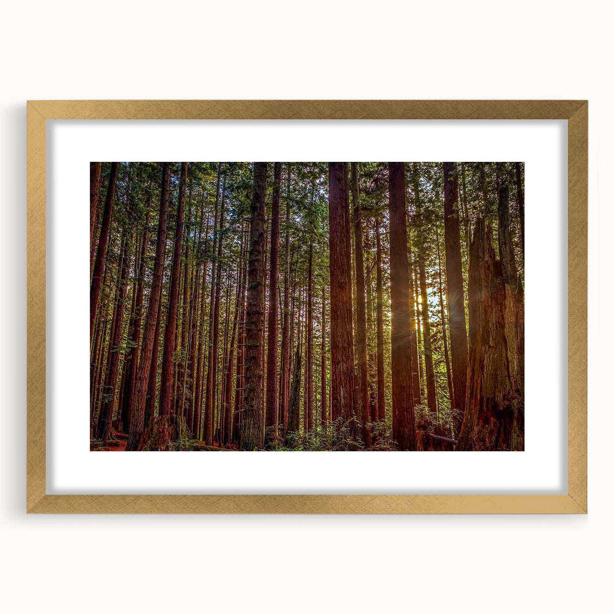 Framed botanical wall art featuring vibrant redwood trees and colorful flowers, accented with a gold mat, perfect for enhancing modern home decor.