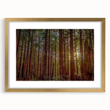 Framed botanical wall art featuring vibrant redwood trees and colorful flowers, accented with a gold mat, perfect for enhancing modern home decor.