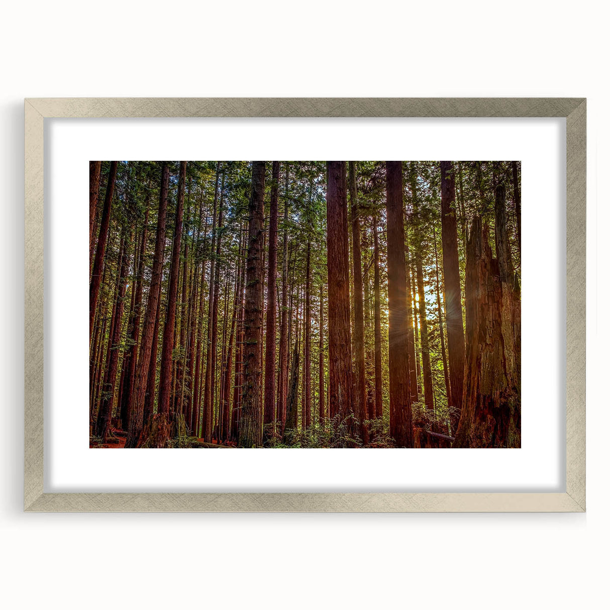 Wall art featuring a vibrant botanical design of redwood trees, framed with a silver mat, showcasing intricate details and natural colors, ideal for nature lovers.
