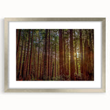 Wall art featuring a vibrant botanical design of redwood trees, framed with a silver mat, showcasing intricate details and natural colors, ideal for nature lovers.