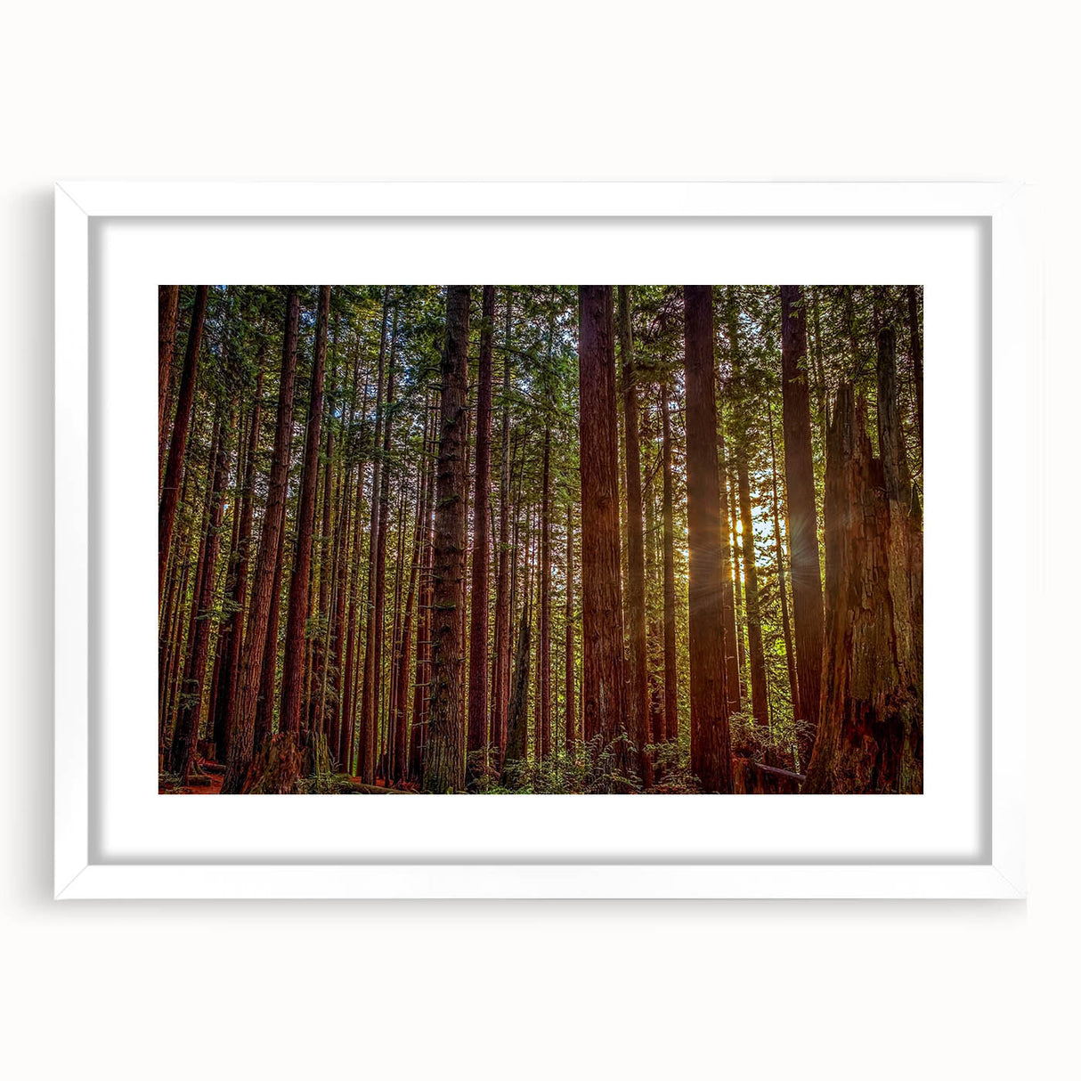 Framed botanical wall art featuring vibrant redwood trees and colorful flowers, set in a sleek white mat, perfect for adding a nature-inspired touch to home decor.