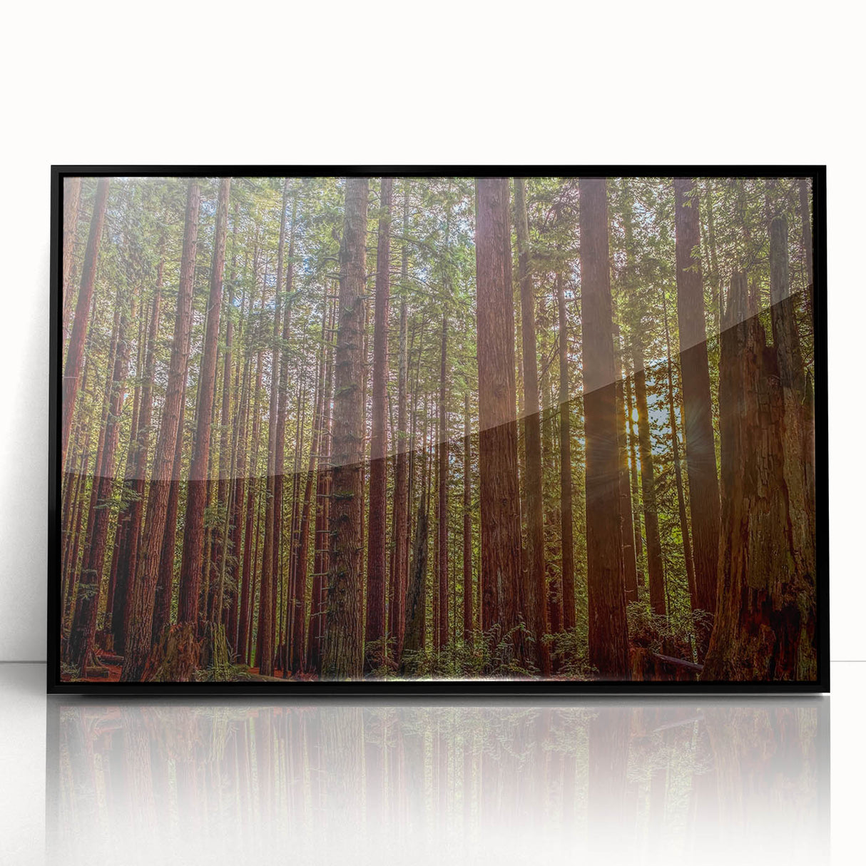 Framed wall art featuring a botanical design of redwood trees, presented in an elegant black frame with a sleek acrylic surface, ideal for nature-themed decor.