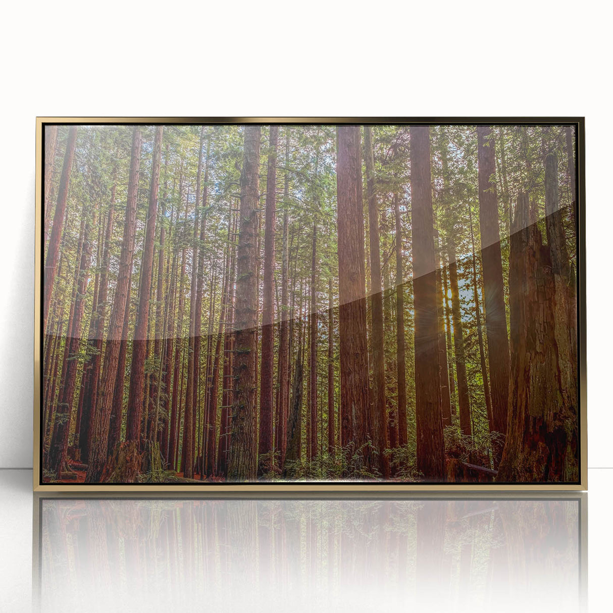 Framed wall art featuring a botanical design of vibrant redwood trees, elegantly displayed with a gold-accented frame, perfect for nature-inspired decor.