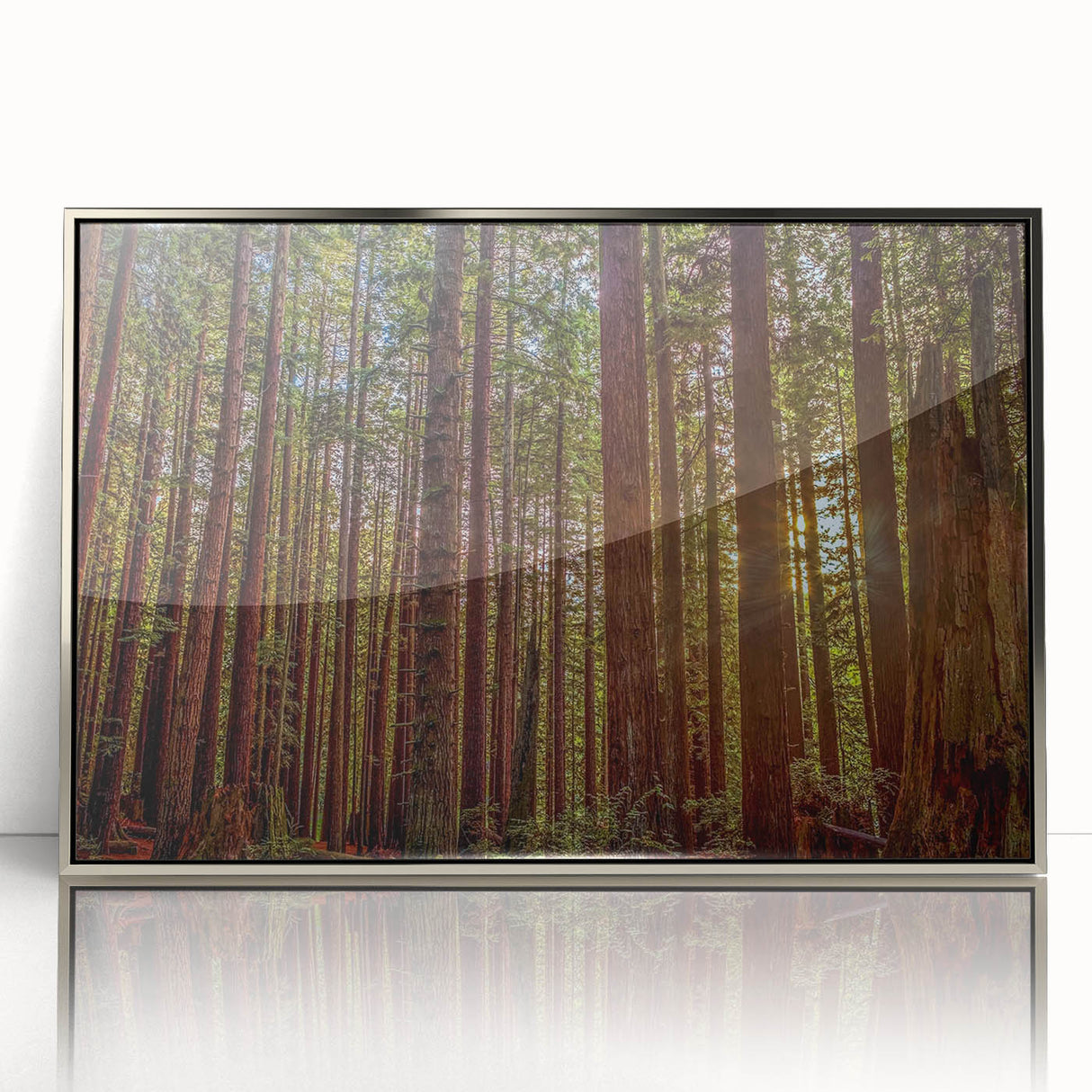 Framed wall art featuring a botanical design of redwood trees, showcasing intricate details and vibrant colors, with a sleek silver frame, perfect for nature-inspired decor.