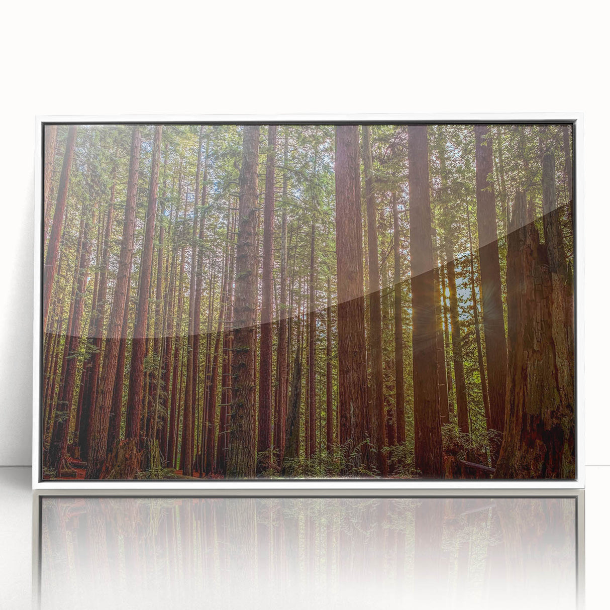 Framed wall art featuring a botanical design of redwood trees set against a white background, showcasing intricate details and vibrant colors, perfect for nature enthusiasts.
