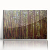Framed wall art featuring a botanical design of redwood trees set against a white background, showcasing intricate details and vibrant colors, perfect for nature enthusiasts.