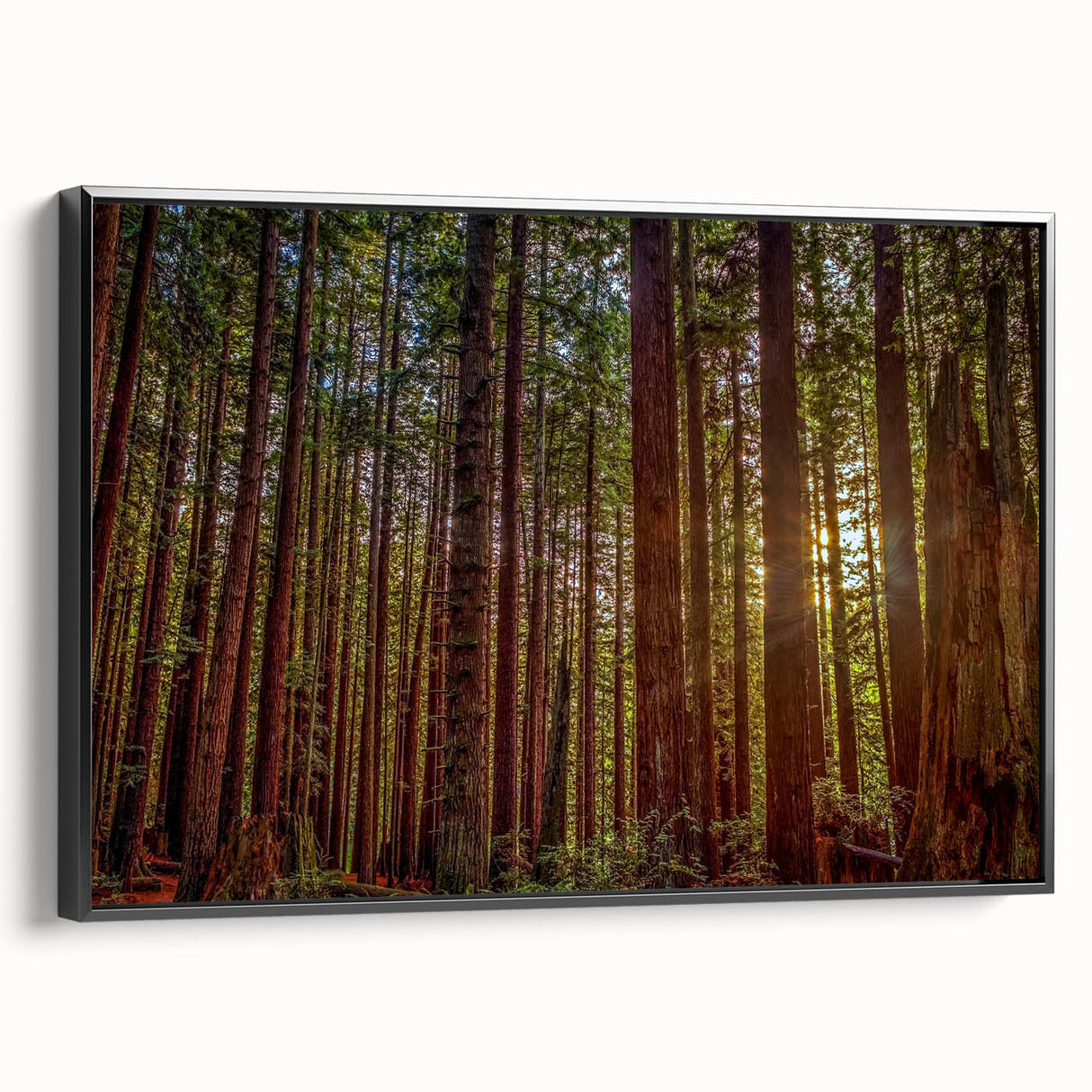 Framed wall art showcasing a botanical design of redwood trees, featuring vibrant colors and intricate details, with a sleek black frame adding elegance to any decor.