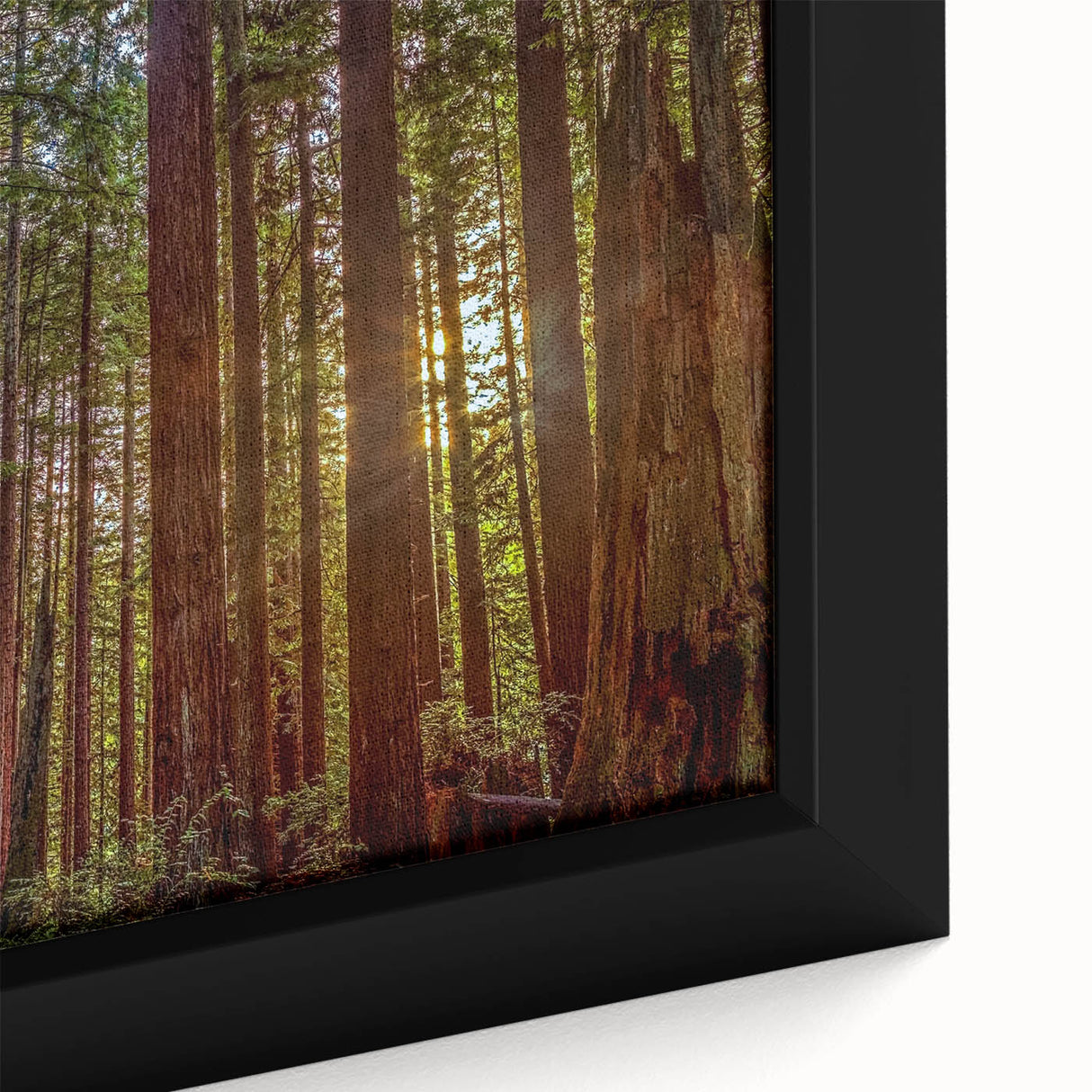 Close-up of a framed canvas wall art featuring vibrant redwood trees in a botanical design, showcasing intricate details and rich colors, perfect for nature enthusiasts.