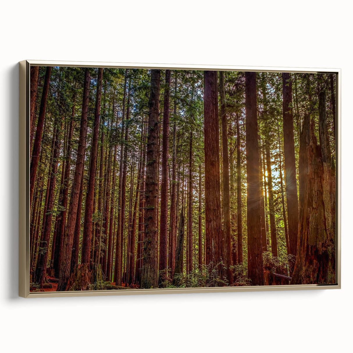 Framed wall art featuring a botanical design with vibrant redwood trees, set against a gold frame, showcasing natural beauty and elegance in home decor.
