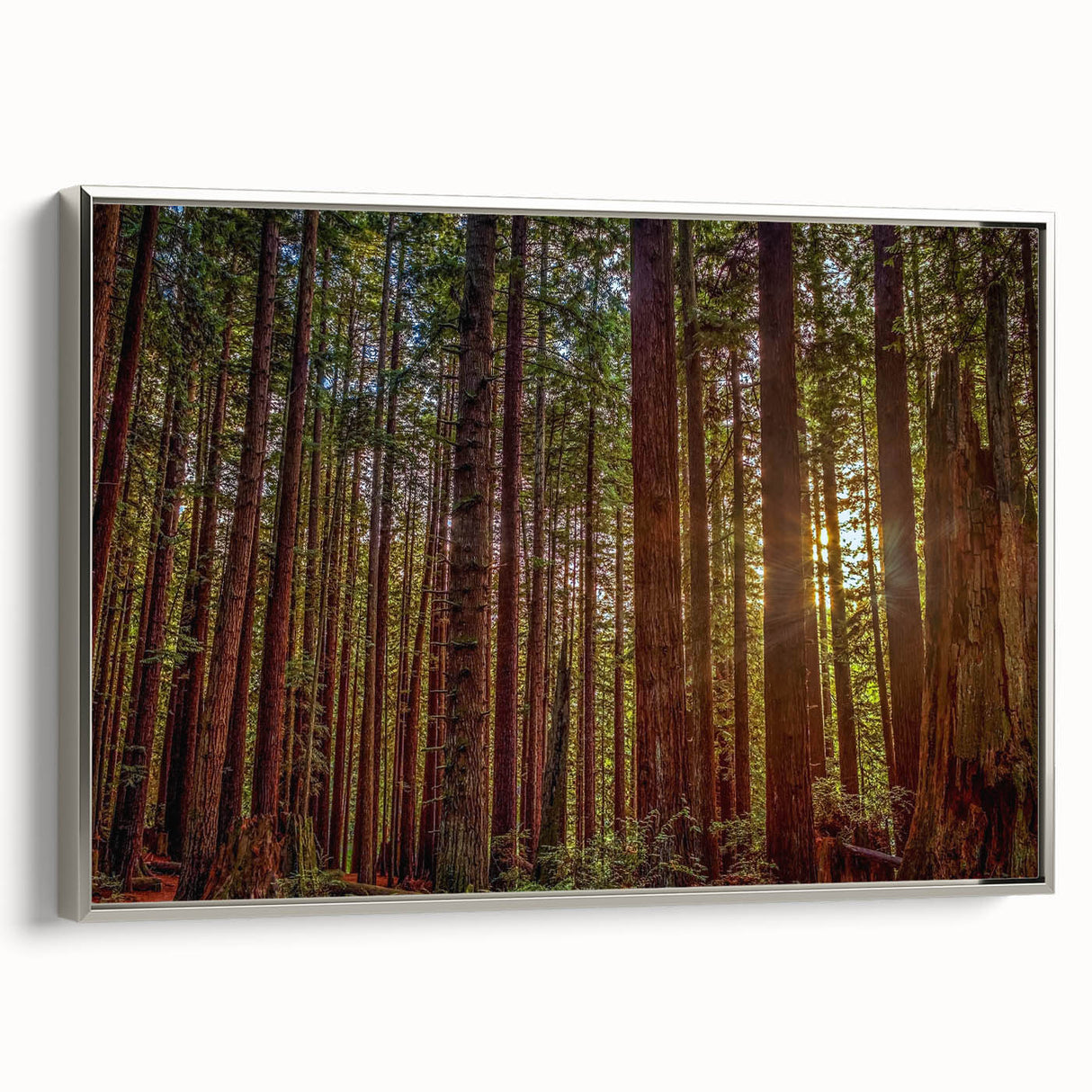 Framed wall art featuring a vibrant botanical design of redwood trees, showcasing intricate details and rich colors, with a sleek silver frame enhancing its aesthetic appeal. Perfect for nature lovers and home decor enthusiasts.