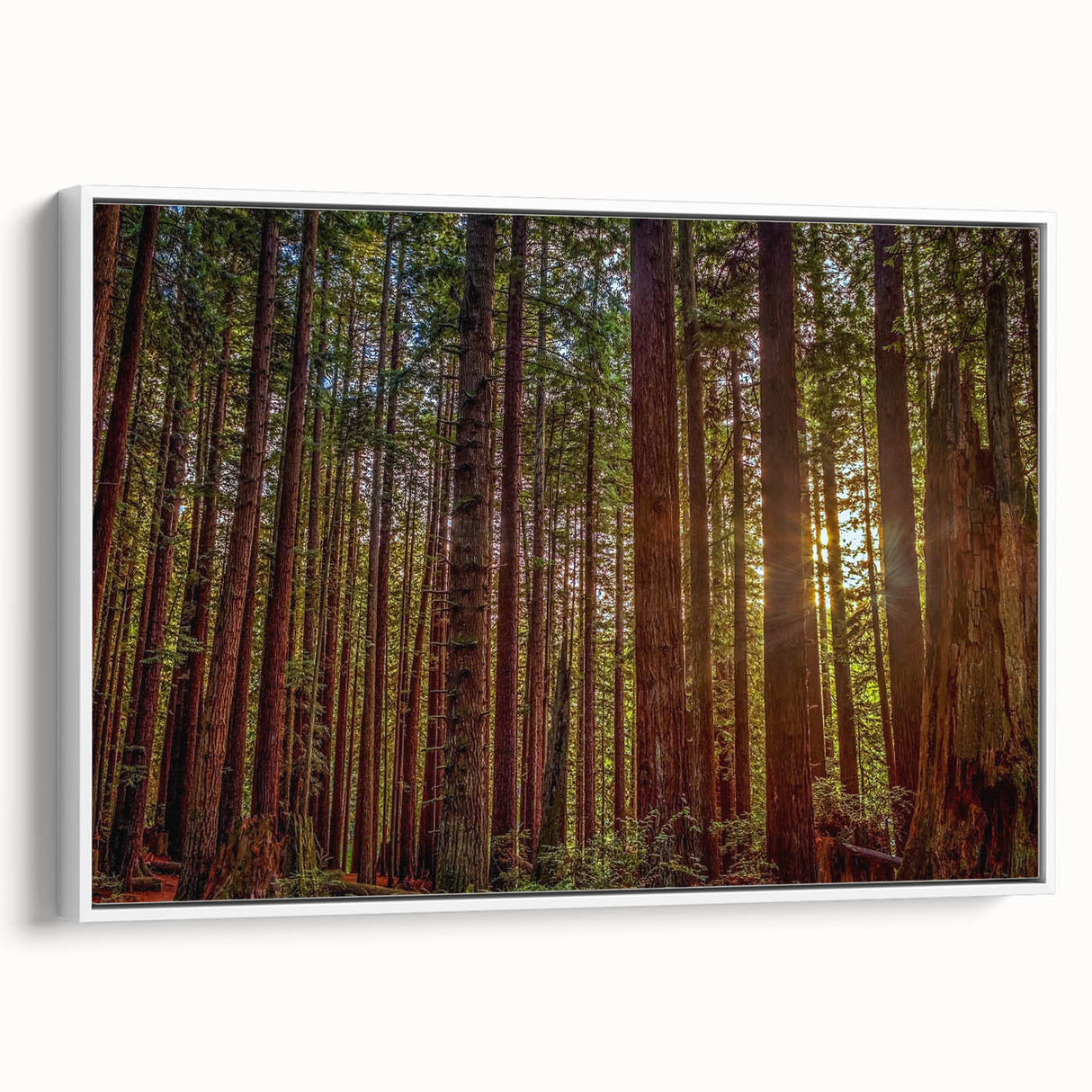 Framed canvas wall art showcasing a vibrant botanical design of redwood trees, set against a white background, highlighting nature's beauty in home decor.