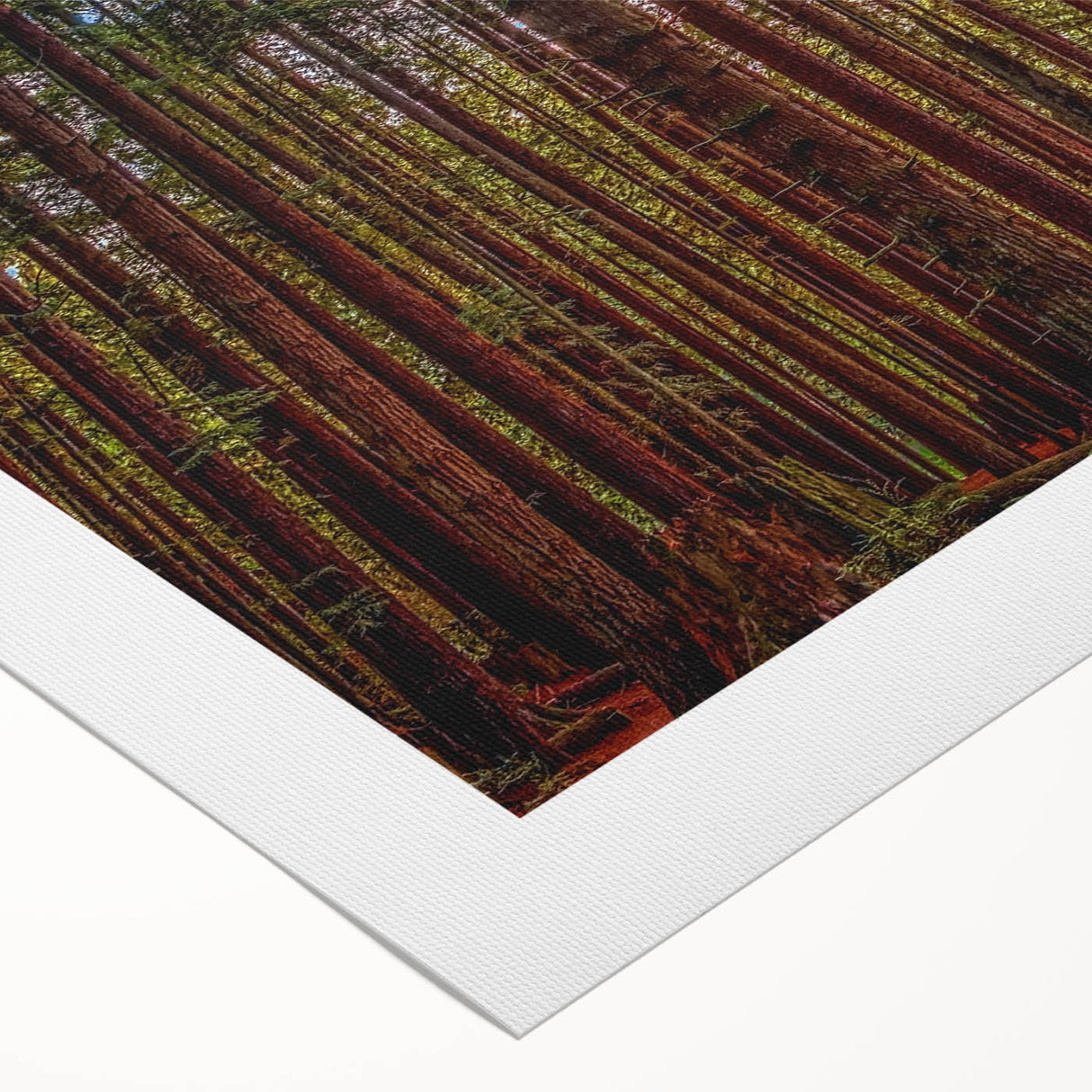 Vibrant rolled canvas artwork showcasing a botanical design featuring redwood trees, rich greens, and earthy tones, perfect for nature-themed decor.