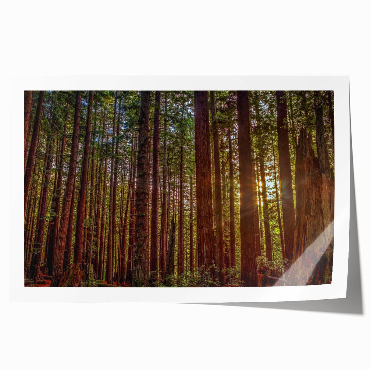 Botanical wall art print showcasing vibrant redwood trees in a serene nature setting, designed to enhance home decor with a natural aesthetic. Perfect for nature lovers.