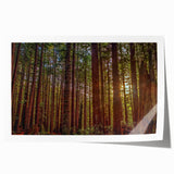 Botanical wall art print showcasing vibrant redwood trees in a serene nature setting, designed to enhance home decor with a natural aesthetic. Perfect for nature lovers.