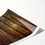 Botanical wall art print showcasing vibrant redwood trees amidst colorful flowers, rolled for easy display and packaged in a protective tube for safe shipping.